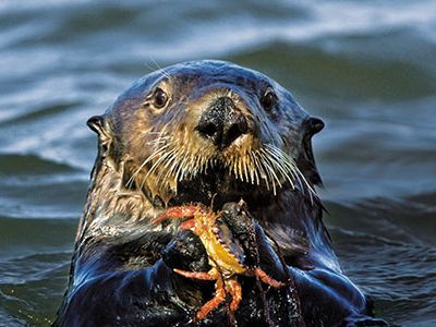 Sea otter feasting on crab