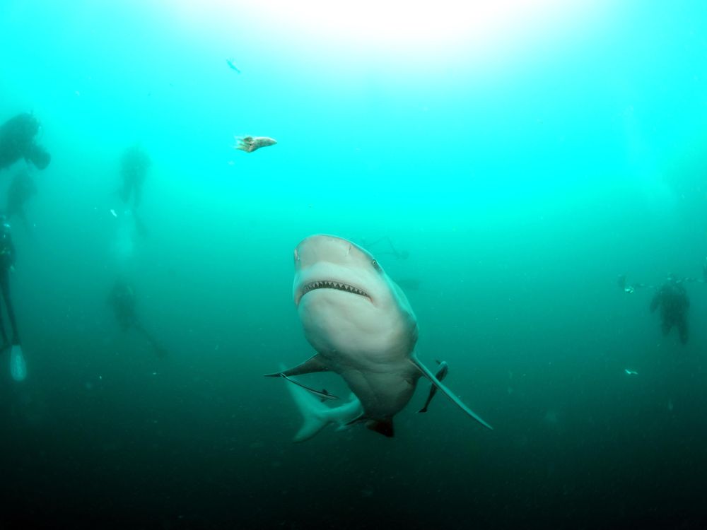 Why Is This Indian Ocean Island a Hot Spot for Shark Attacks