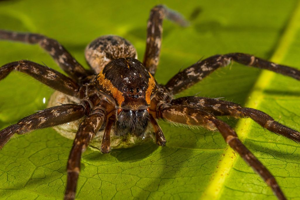 brian greene spider