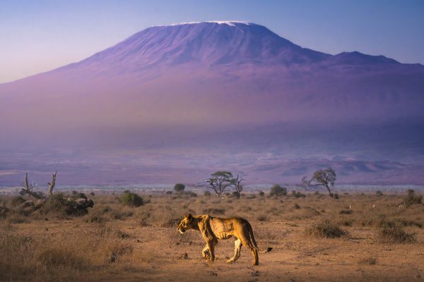 Kilimanjaro Queen thumbnail