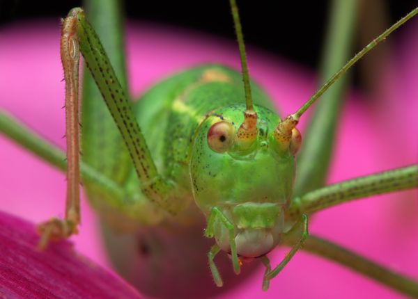 Speckled Bush-cricket thumbnail