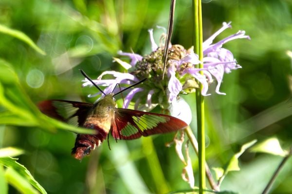 While in the Metro park in Michigan I came accross thie Humming Bird Moth. thumbnail