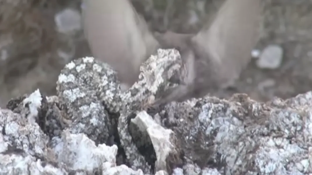 Iranian spider-tailed viper tricks bird