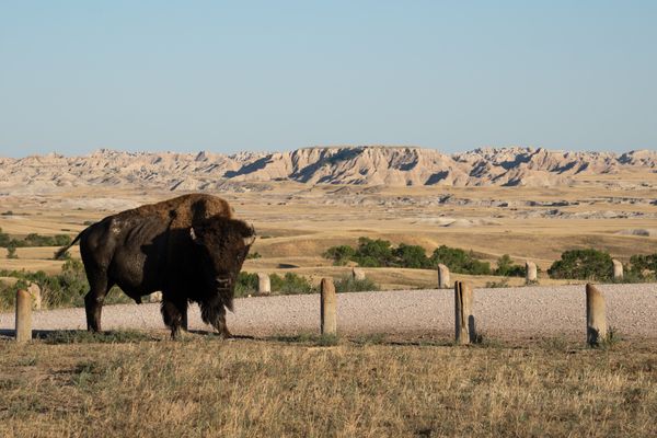 Iconic native of the plains posing in front of the badlands thumbnail