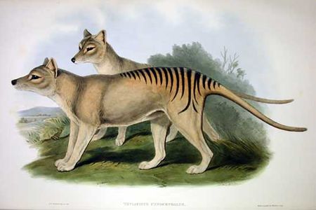 Researchers are trying to "bring back" the thylacine, or Tasmanian tiger, a species that has not been officially recorded since 1936.