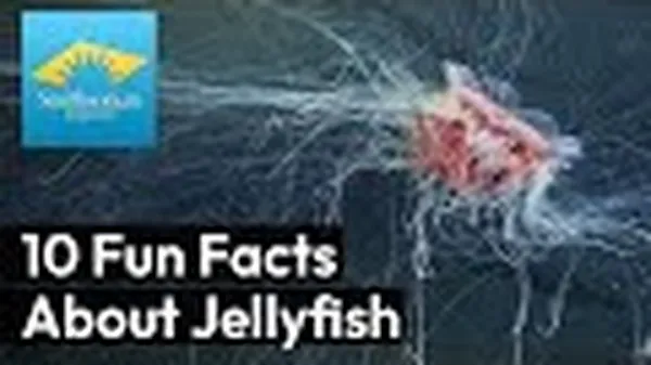Preview thumbnail for Ten Fun Facts About Jellyfish