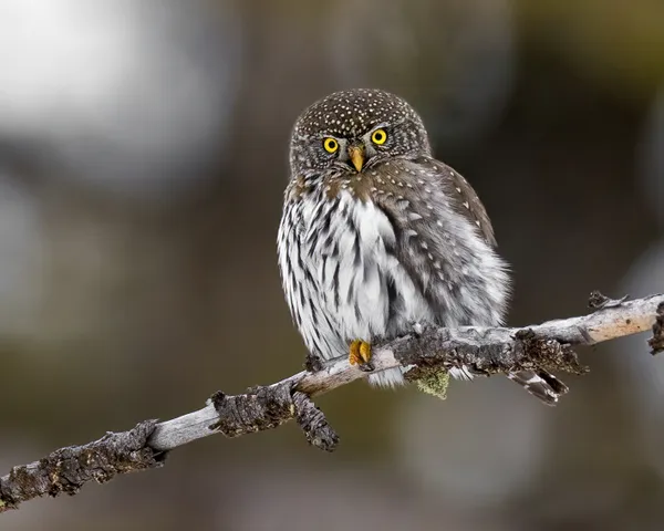 Little Forest Spirit thumbnail