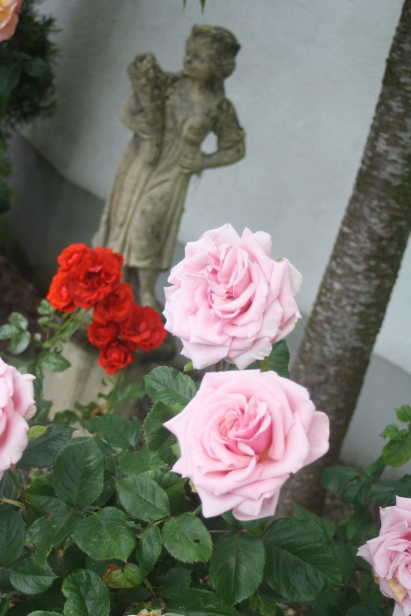 Irish rose garden thumbnail
