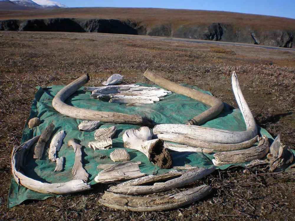 Collection of mammoth tusks, teeth and bones on a tarp on the ground