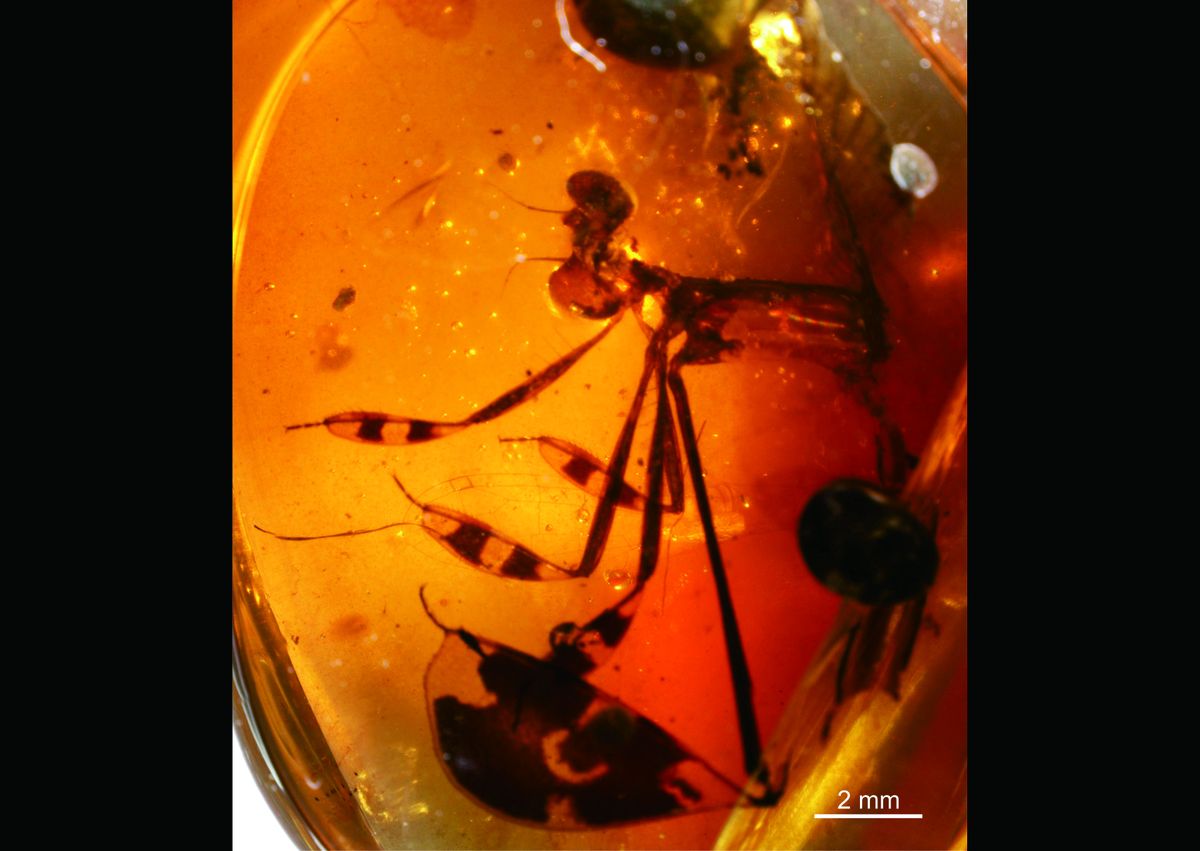 Flirtatious 100-Million-Year-Old Damselflies Found Frozen in Amber