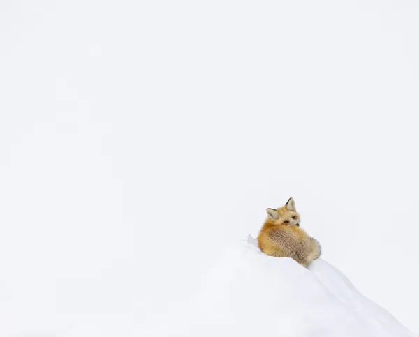 Fox on an snowy throne thumbnail