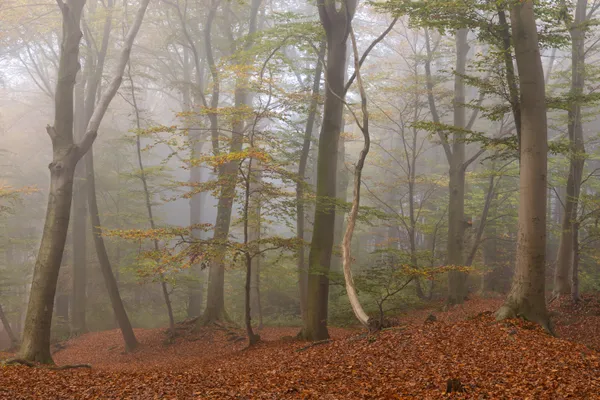 Autumn forest thumbnail