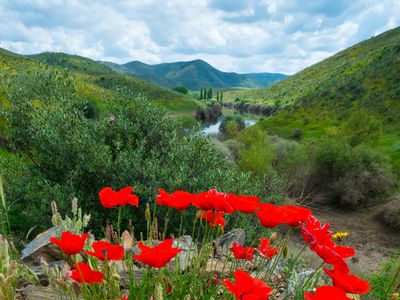 Poppies near Ribeira de Piscos, Côa Valley, Western Iberia, Portugal