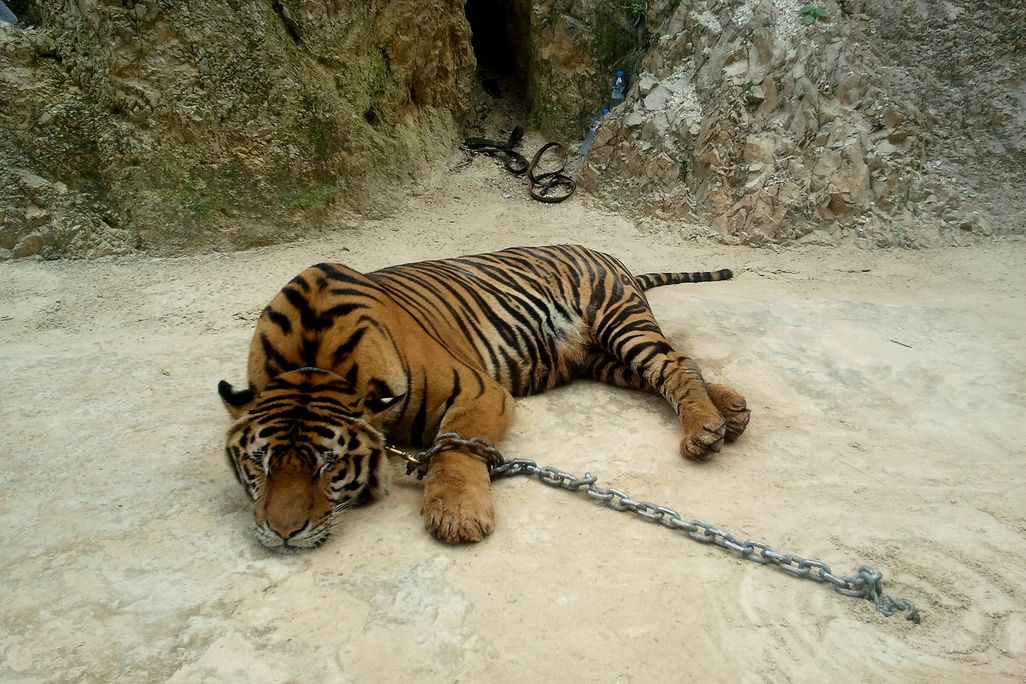 tiger temple