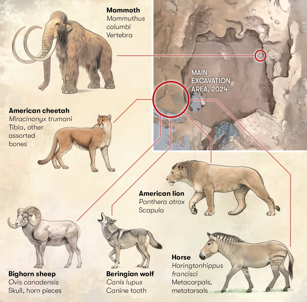FINDINGS - Last summer, Meachen and her team excavated the area underneath the main entrance (left, seen from above). Their finds included bones from a number of prehistoric mammals. The scientists tentatively identify each fragment they uncover, but the