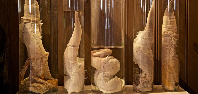 School Penis Sex - Welcome to the World's Only Museum Devoted to Penises | Travel| Smithsonian  Magazine