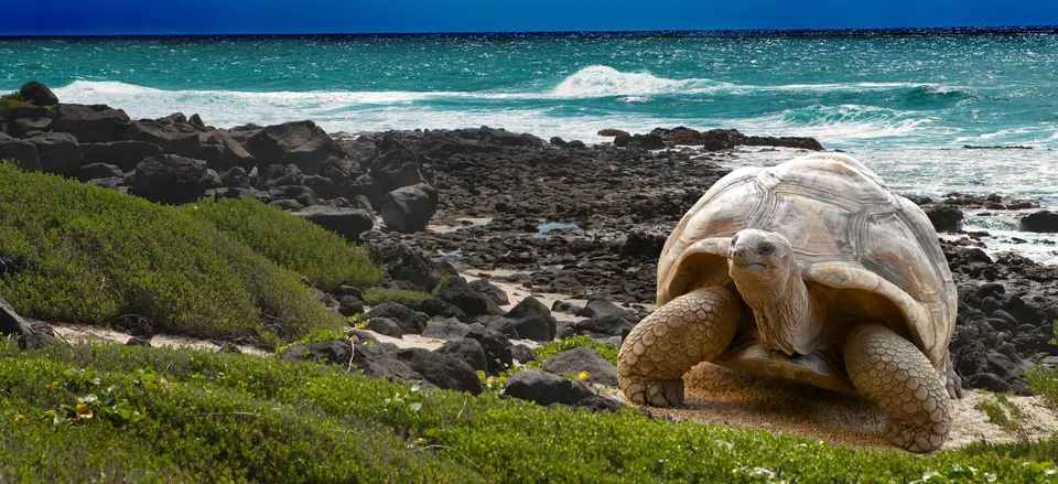 DISCOVER the Galápagos: Historic Quito to Santa Cruz Island Explore the incomparable Galápagos Islands by private yacht on a weeklong journey that begins in the historic heart of Quito.