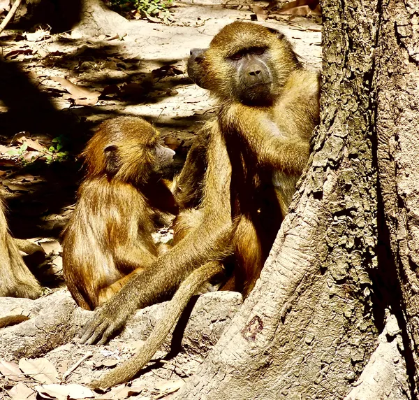 Mother With Baby Guinea Baboon Peeked Around a Tree to Inspect Me as She Groomed Her Baby thumbnail