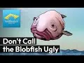 Preview thumbnail for video 'Don't Call the Blobfish Ugly