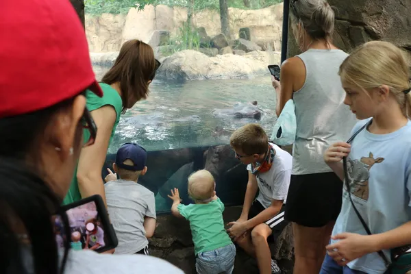 Visitors marveling at the hippos at the zoo thumbnail