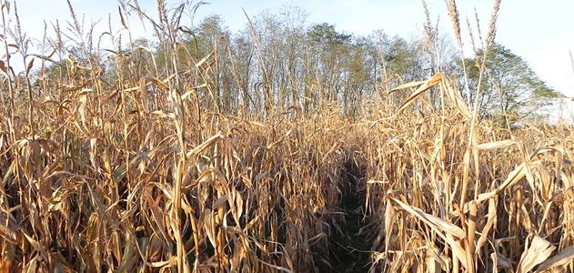 corn fields