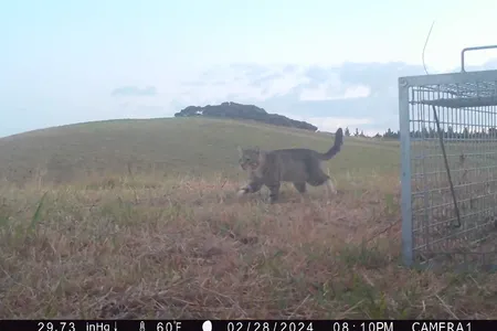 Nine Lives eluded capture for three years.