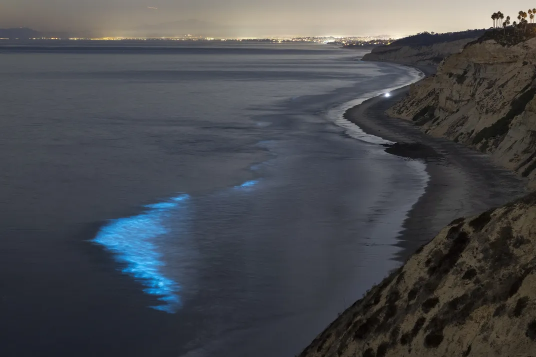 Wave glowing blue near the shore