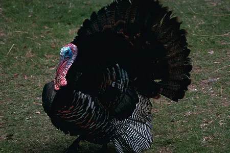 A male Eastern wild turkey