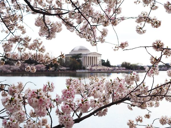 Blossoms of the Jefferson Memorial thumbnail