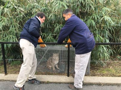 The Zoo's female bobcat was found on the property of the Zoo.