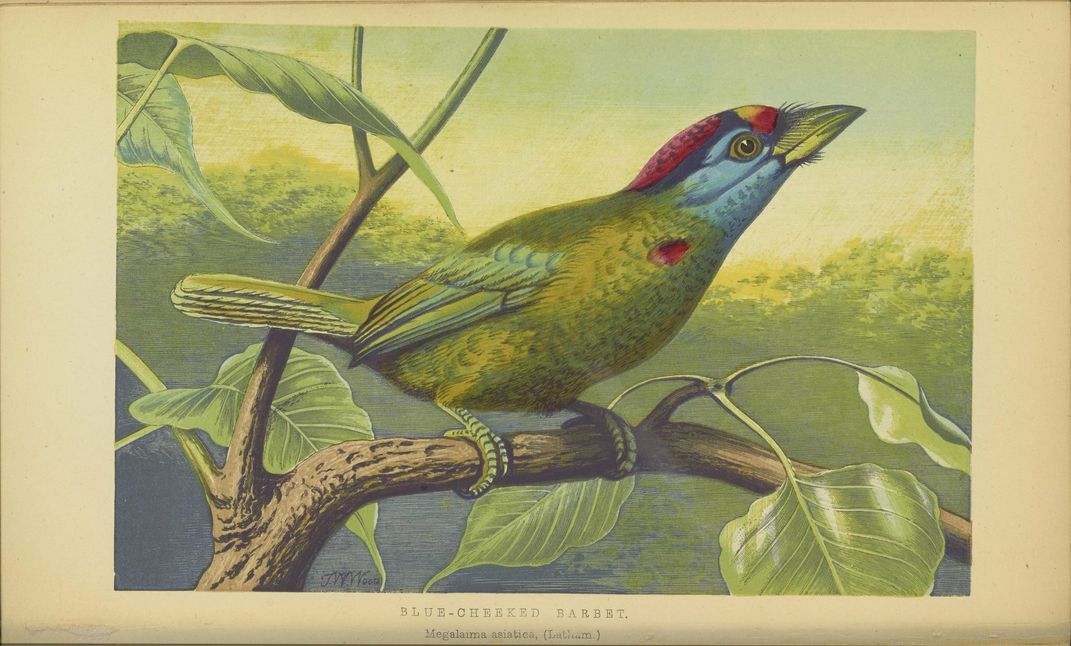 Blue-throated Barbet