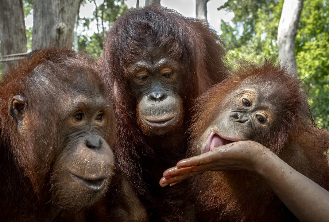 Bumi and Jacqui, both 9, and Niniek, 6, enjoy a taste of honey from the hand of a surrogate mother. Wild orangutans use sticks to extract honey from beehives.