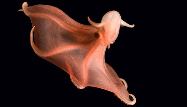 real deep sea creatures