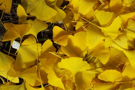 Ginkgo has survived three mass extinctions, including the one that killed the dinosaurs.