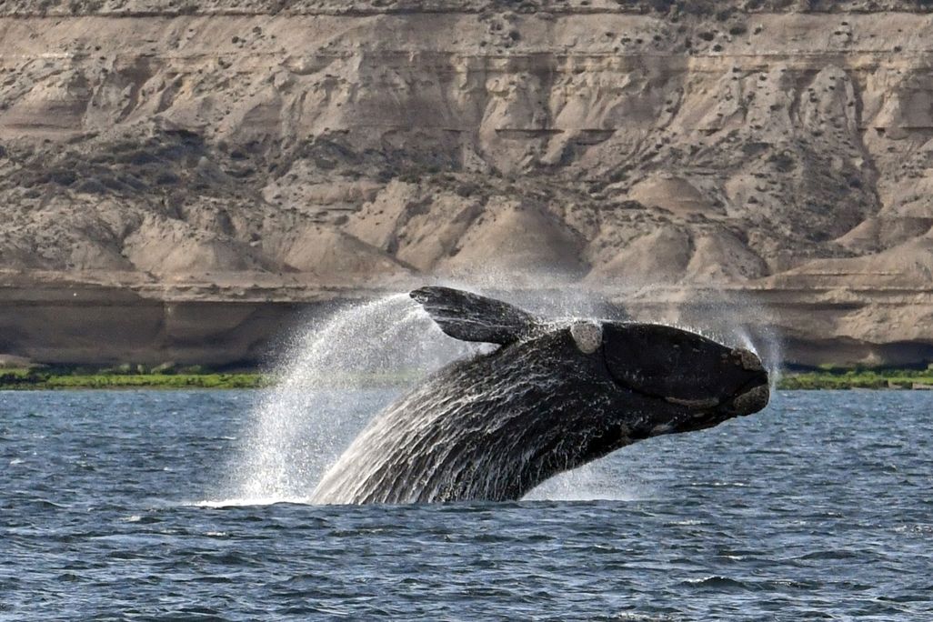 Large whale breaching out of the water with rocky cliffs in the background