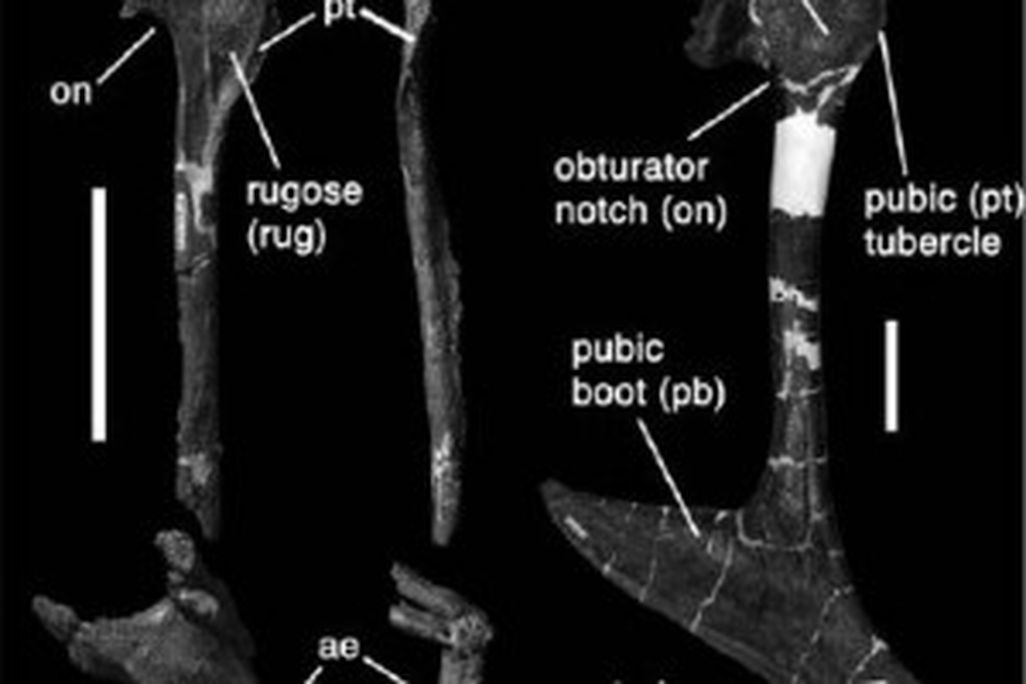 20110520083237tyrannosaur-pubis-300x249.jpg