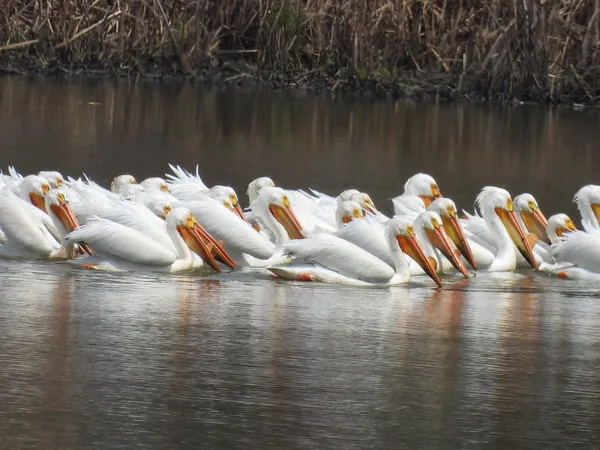 American White Pelicans Floating on the Yahara River in Stoughton, WI thumbnail