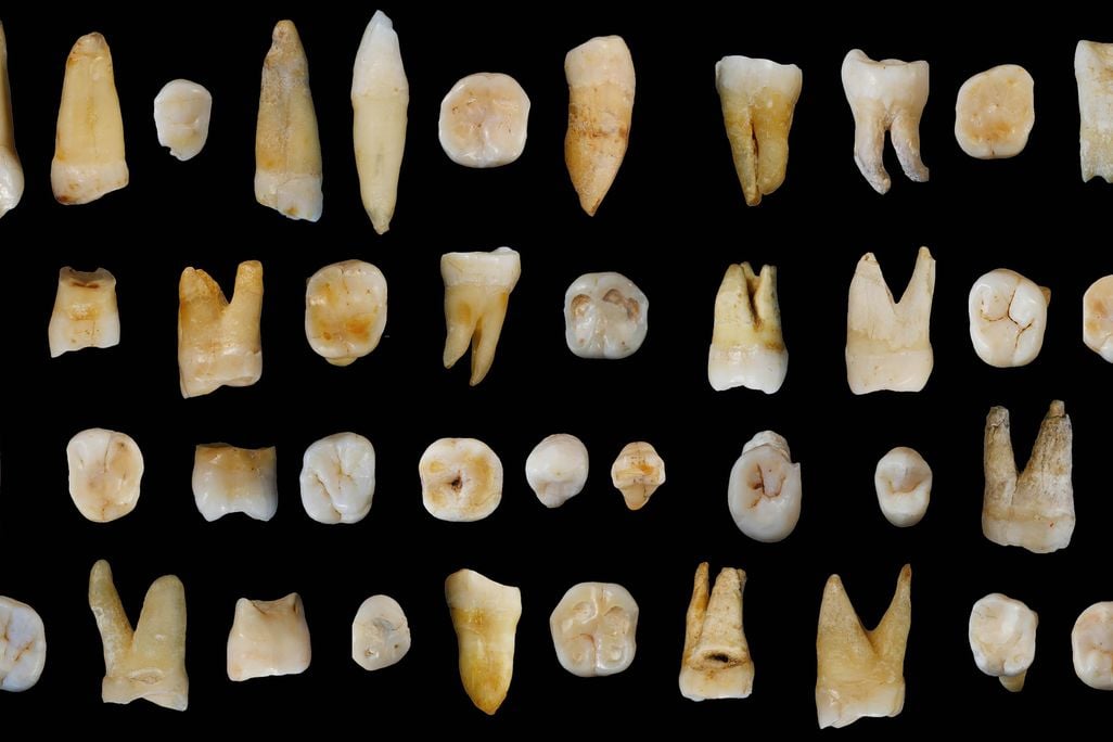 fossil teeth china