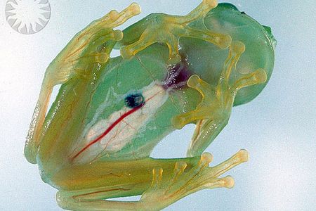 The Glass Frog (Centrolenella colymbiphyllum) has skin so translucent that you can watch its heart beating.