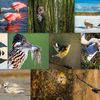 Ten Wildlife Photographers Zoom In on Their Favorite Birds icon
