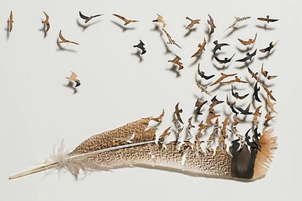 Turkey feather