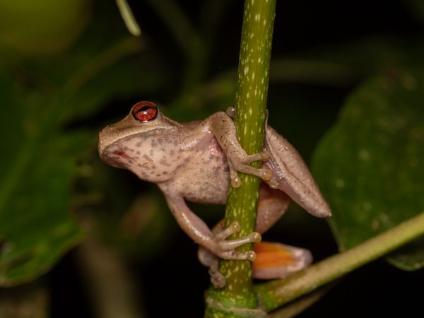 Dark Mountain Tree Frog thumbnail