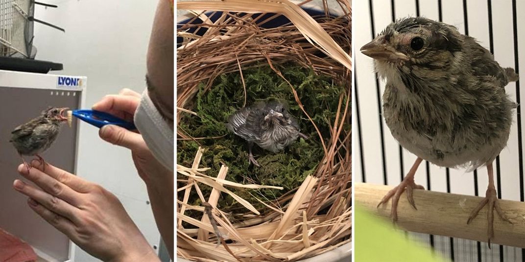 From left to right: A keeper uses tweezers to feed a song sparrow chick perched on her hand; a song sparrow chick in a nest made of twigs; a song sparrow chick perched on a branch