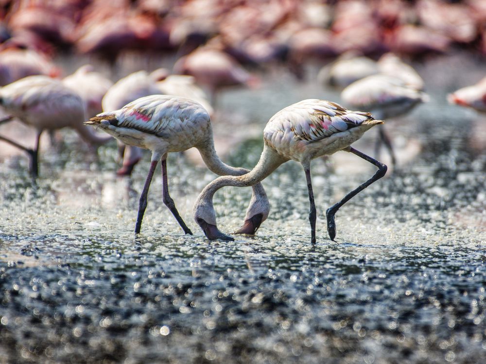 flamingos in Mumbai
