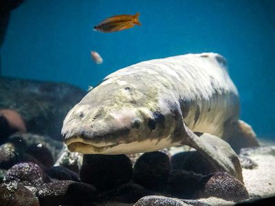 Methuselah, the oldest fish living in an aquarium, was transported to California in 1938.
