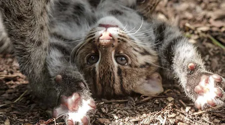 Visitors can now enjoy the antics of the Zoo’s three-month old fishing cat kittens.