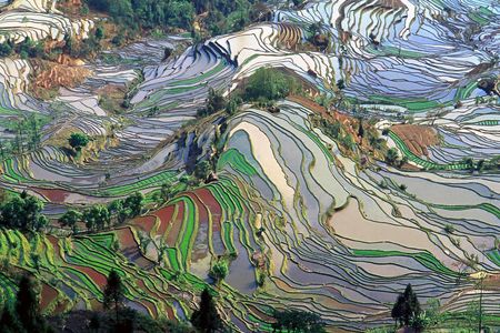 Terrace rice fields in Yunnan Province, China.