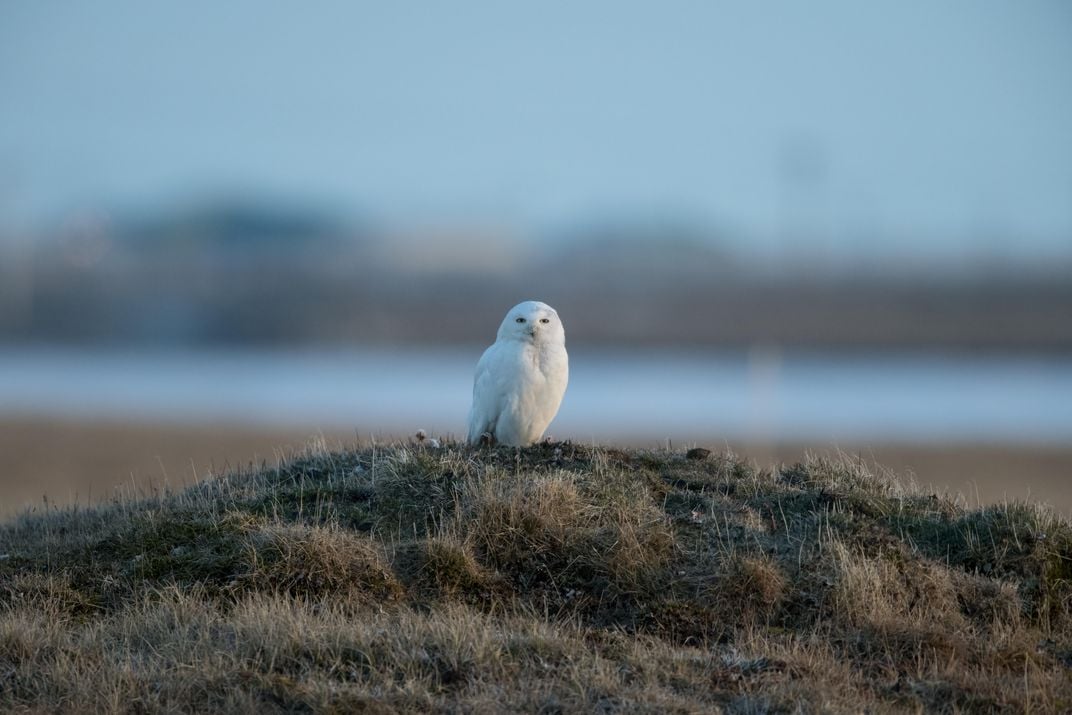 OCT018_I05_SnowyOwls.jpg