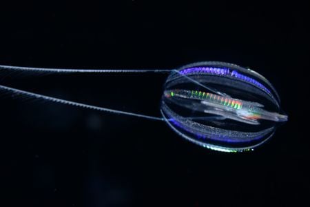 Hormiphora californensis, also called the California sea gooseberry, is a comb jelly common in California coastal waters.
