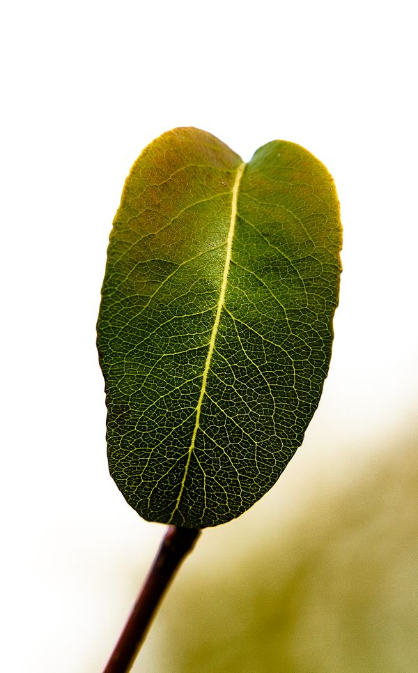 Leaf Anatomy thumbnail